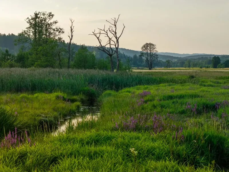 Evening meadow with a stream and wildflowers