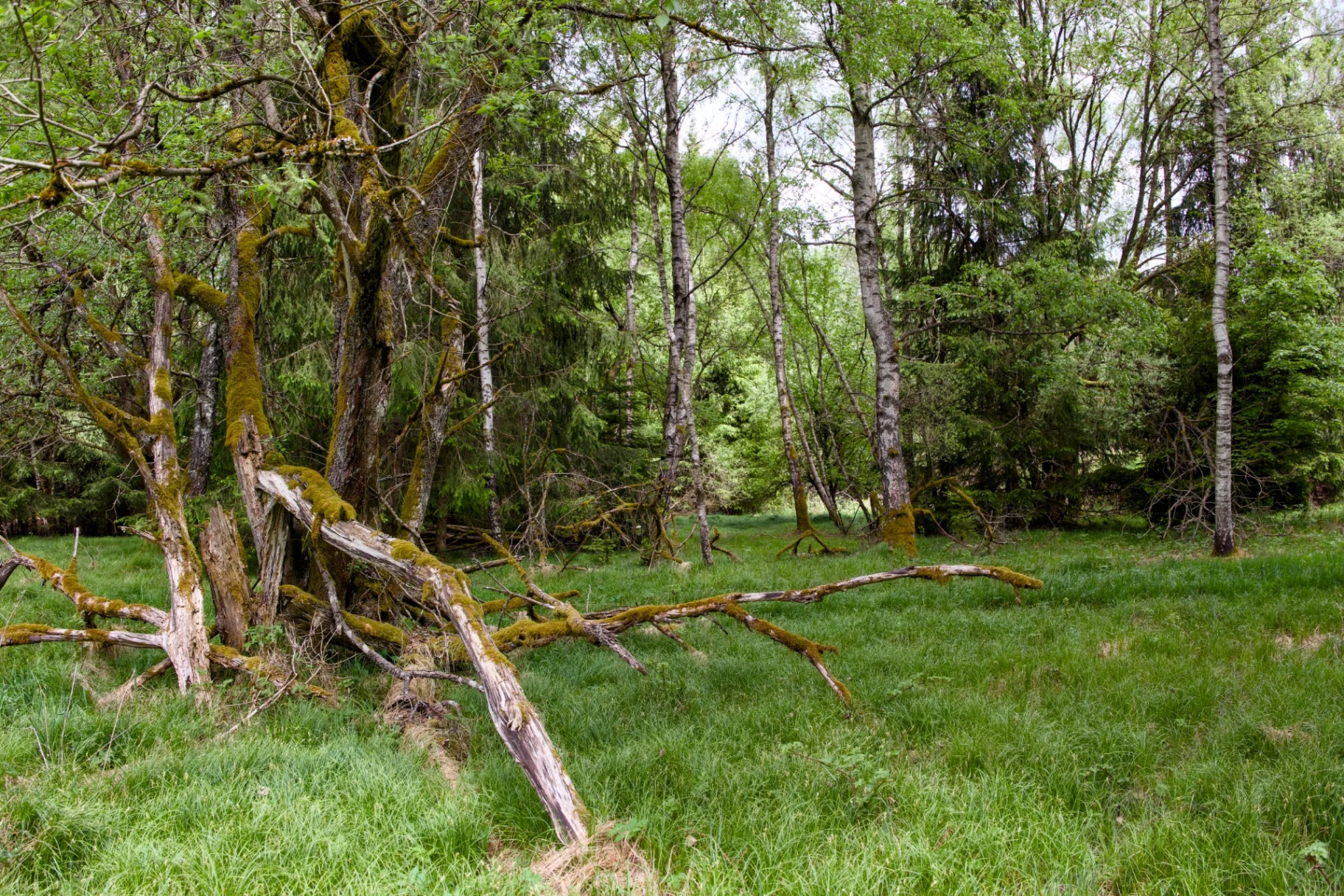 Inside plot Liška — On-site 400 kW transformer; widest forest buffer.