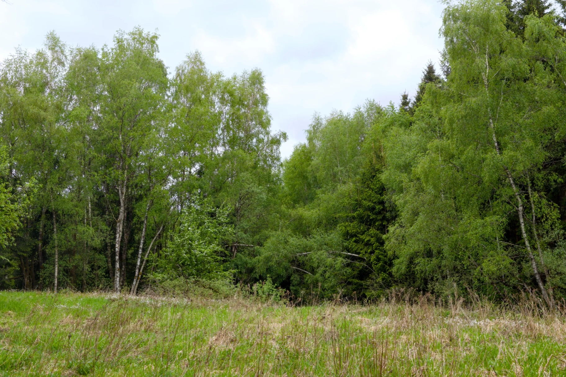 Inside plot Sova — Open meadow heart; long morning light.